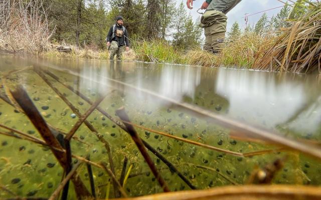 Biological science technicians survey pond in Wallowa-Whitman National Forest for Columbia Spotted Frog