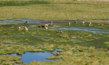 Wetland, San Pedro-de-Atacama, Chile