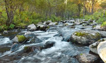 A river flows toward the camera over large boulders and trees along its bank