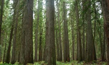 Western Red Cedar Forest