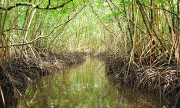 Mangroves form a crucial natural buffer from storms, rising sea levels, and strong wave events in some Pacific Islands countries, like Palau. Photo credit: US Geological Survey