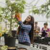 Student pruning tree in greenhouse