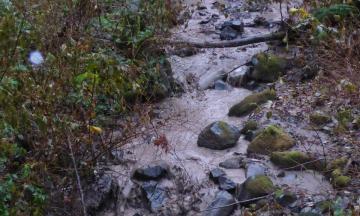 Gully at Silk Creak Landslide muddied by landslide sediment. From Adam Booth