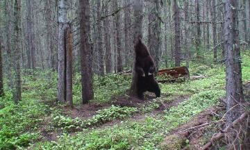 Grizzly Bear Rubbing on Tree taken by USGS