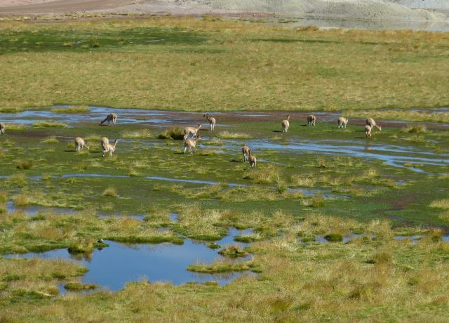 Wetland, San Pedro-de-Atacama, Chile