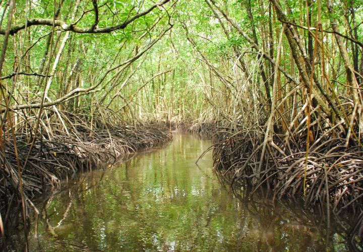 Mangroves form a crucial natural buffer from storms, rising sea levels, and strong wave events in some Pacific Islands countries, like Palau. Photo credit: US Geological Survey