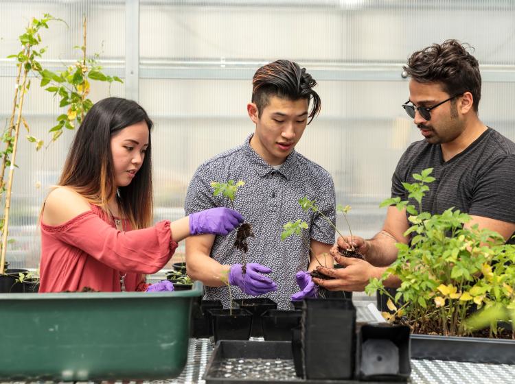 Students working with plants in a green house