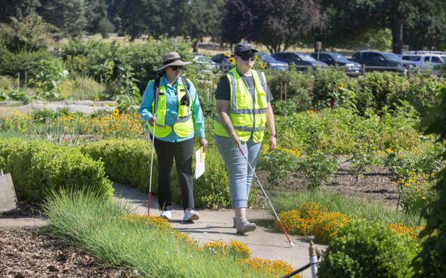 Two PSU Orientation and Mobility students wearing reflective vests walk blindfolded with white canes along a garden path