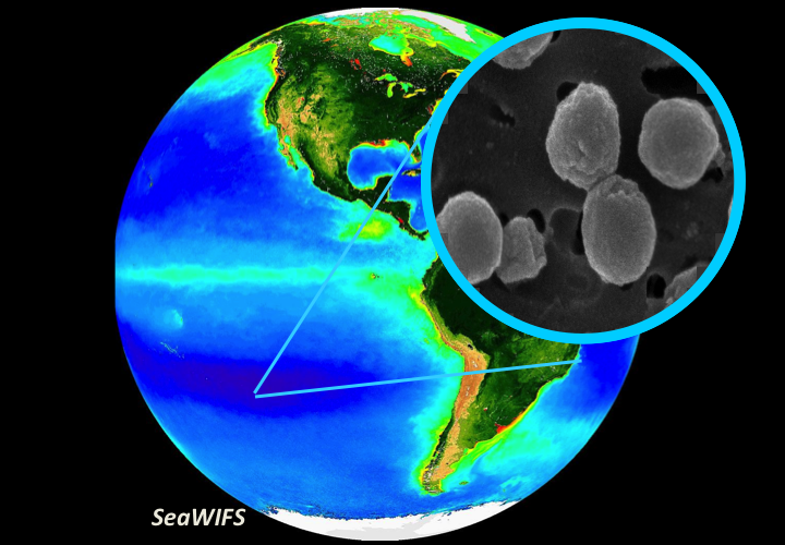 microbes and the ocean