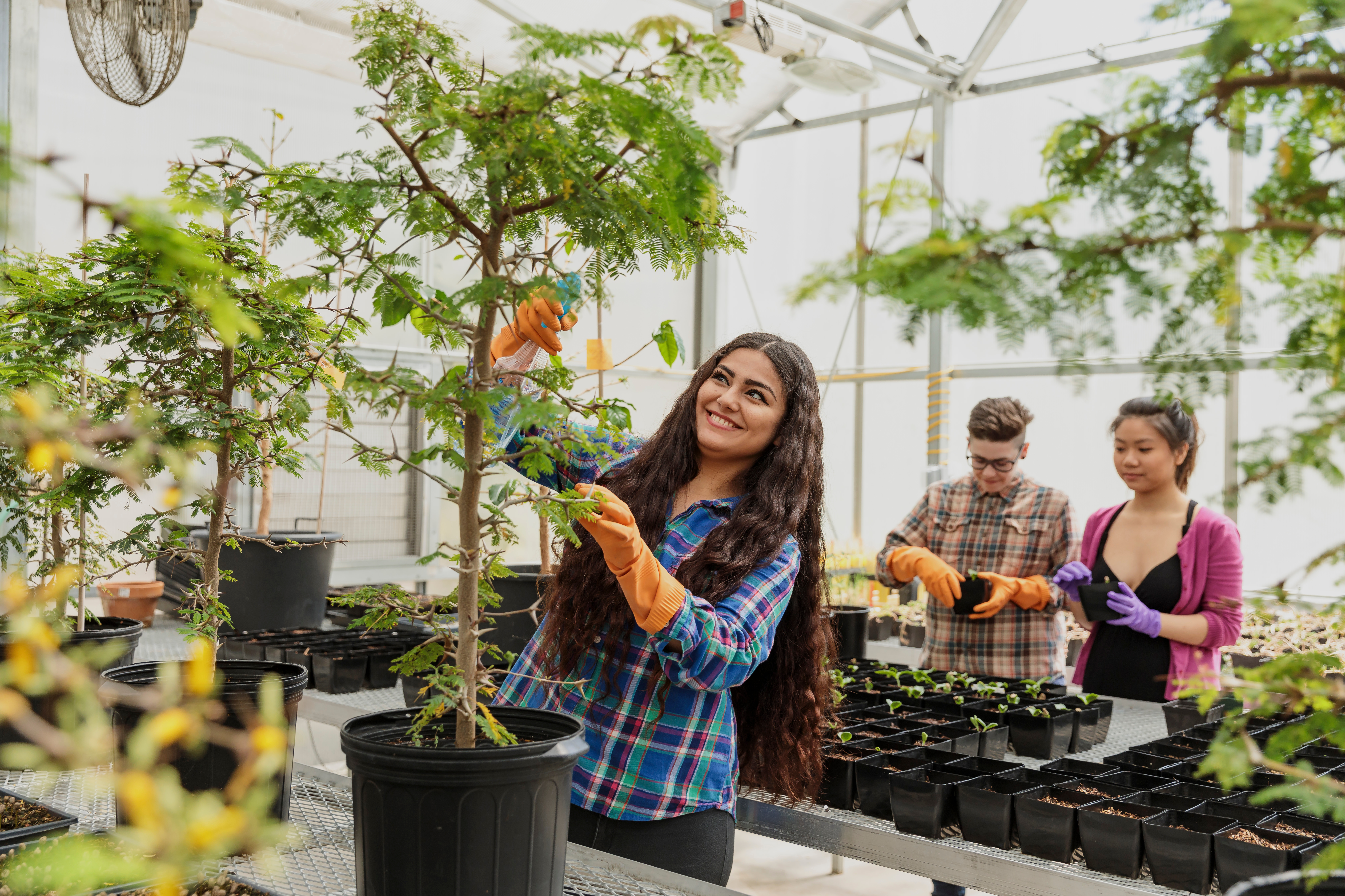 Three students working in a greenhouse