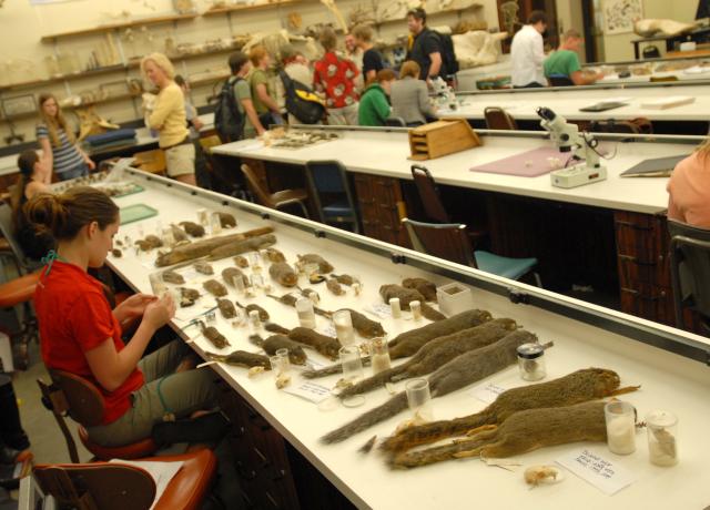  a student sits at a long lab table examining a variety of species of squirrels and rodents