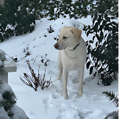 Buster in the snow
