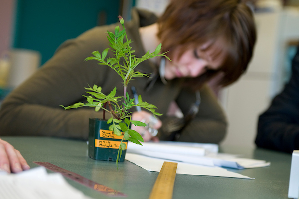 Student looking at plant. 