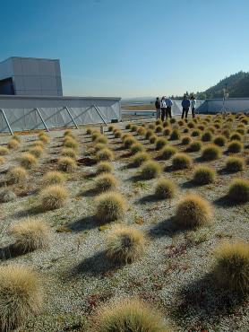 Rooftop garden