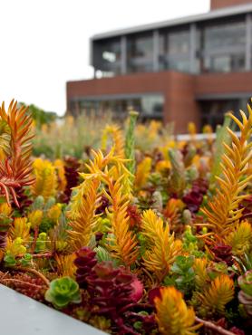 Rooftop planter on the Urban Center roof terrace