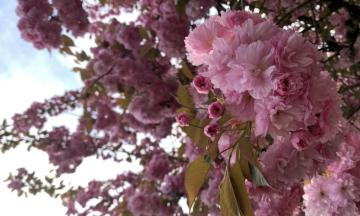 A close-up of vibrant pink flowers on a tree