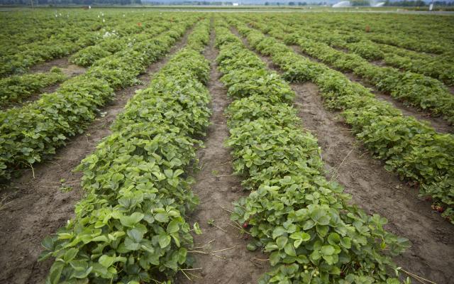 Strawberry field