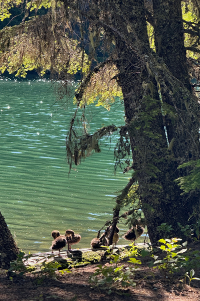 Ducklings at Timothy Lake